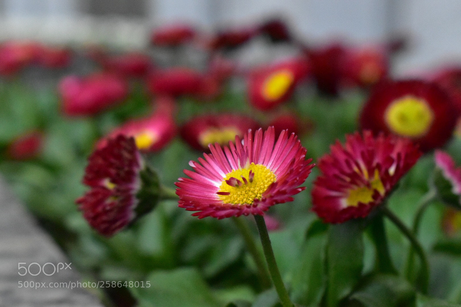 Nikon D5600 sample photo. Untitled photography