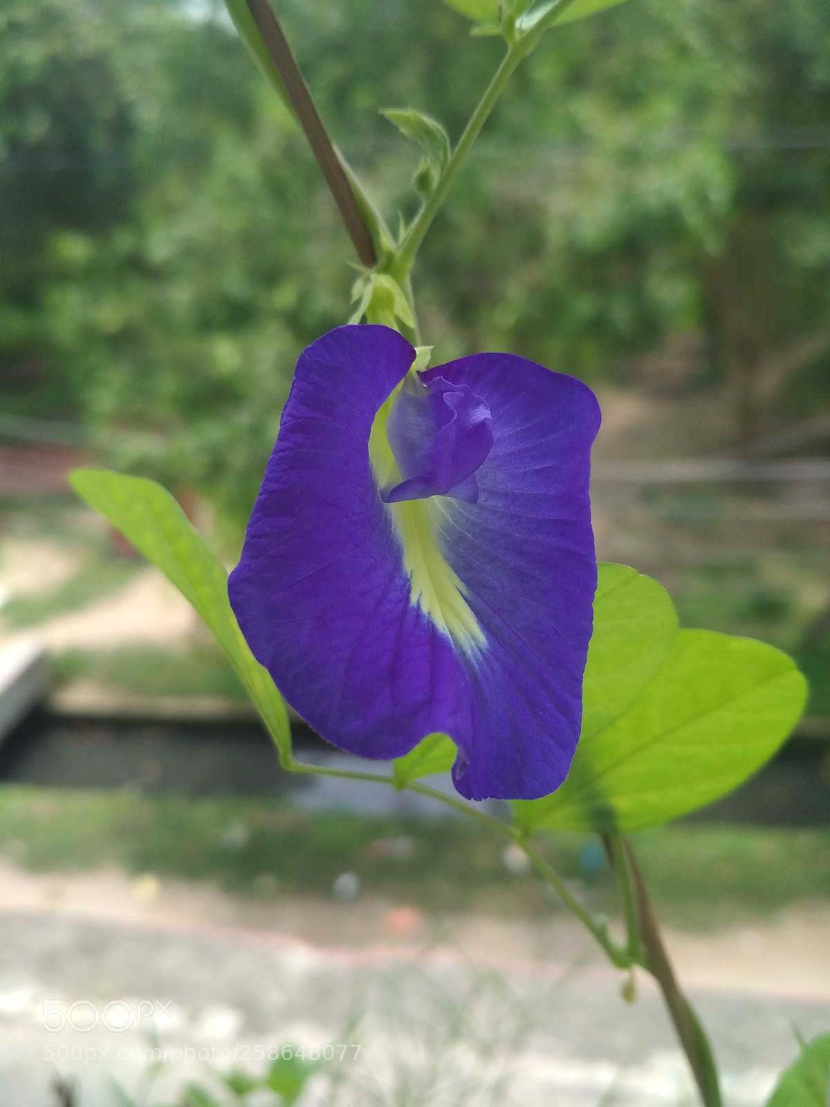 Xiaomi Redmi 4X sample photo. Untitled photography