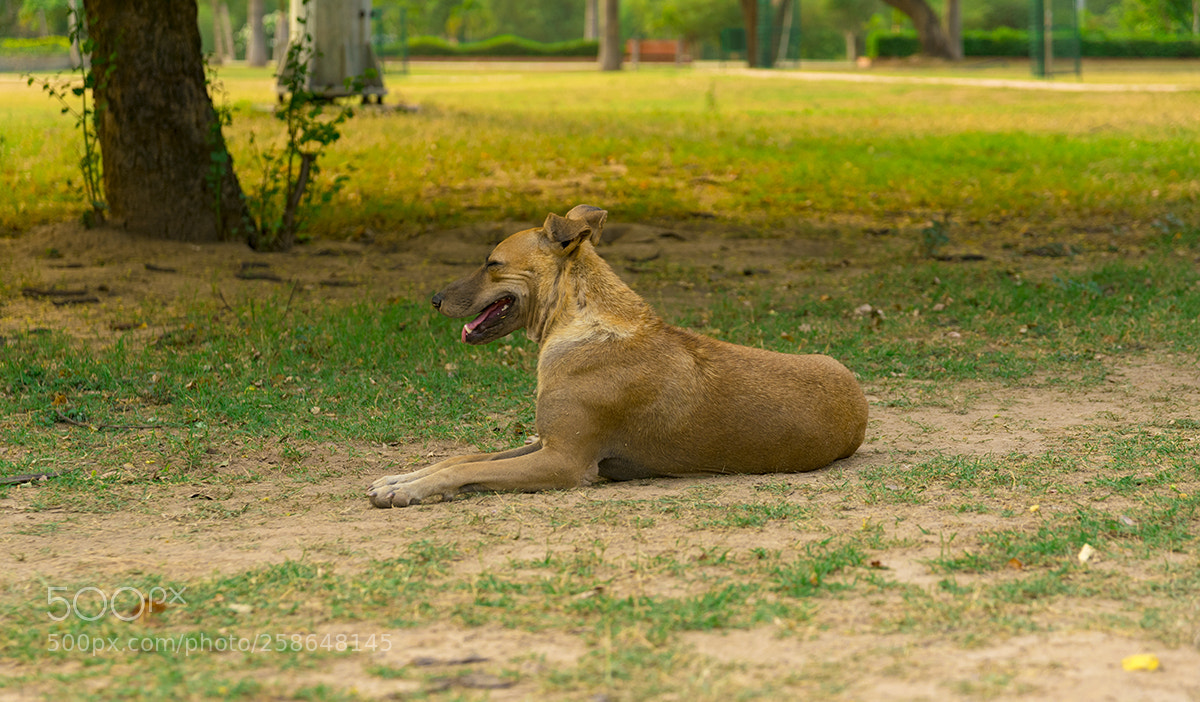 Nikon D5300 sample photo. Calm and quiet photography