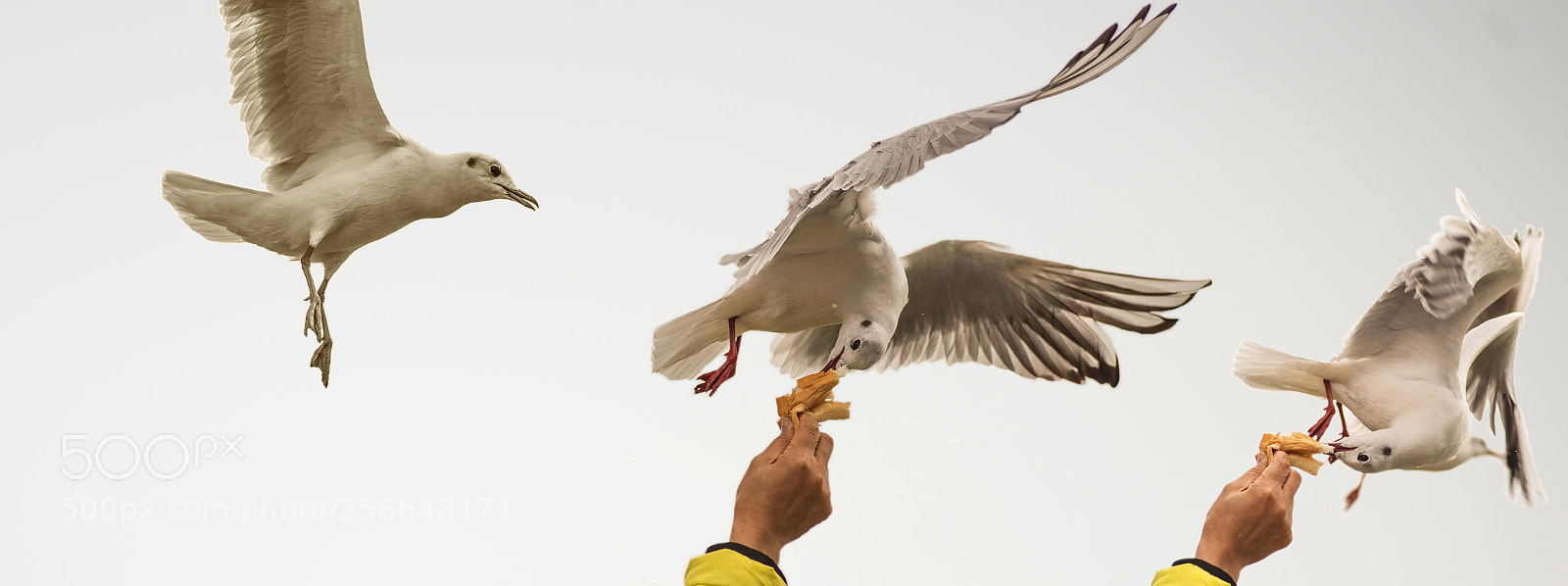 Nikon D600 sample photo. Seagull - freeze frame photography