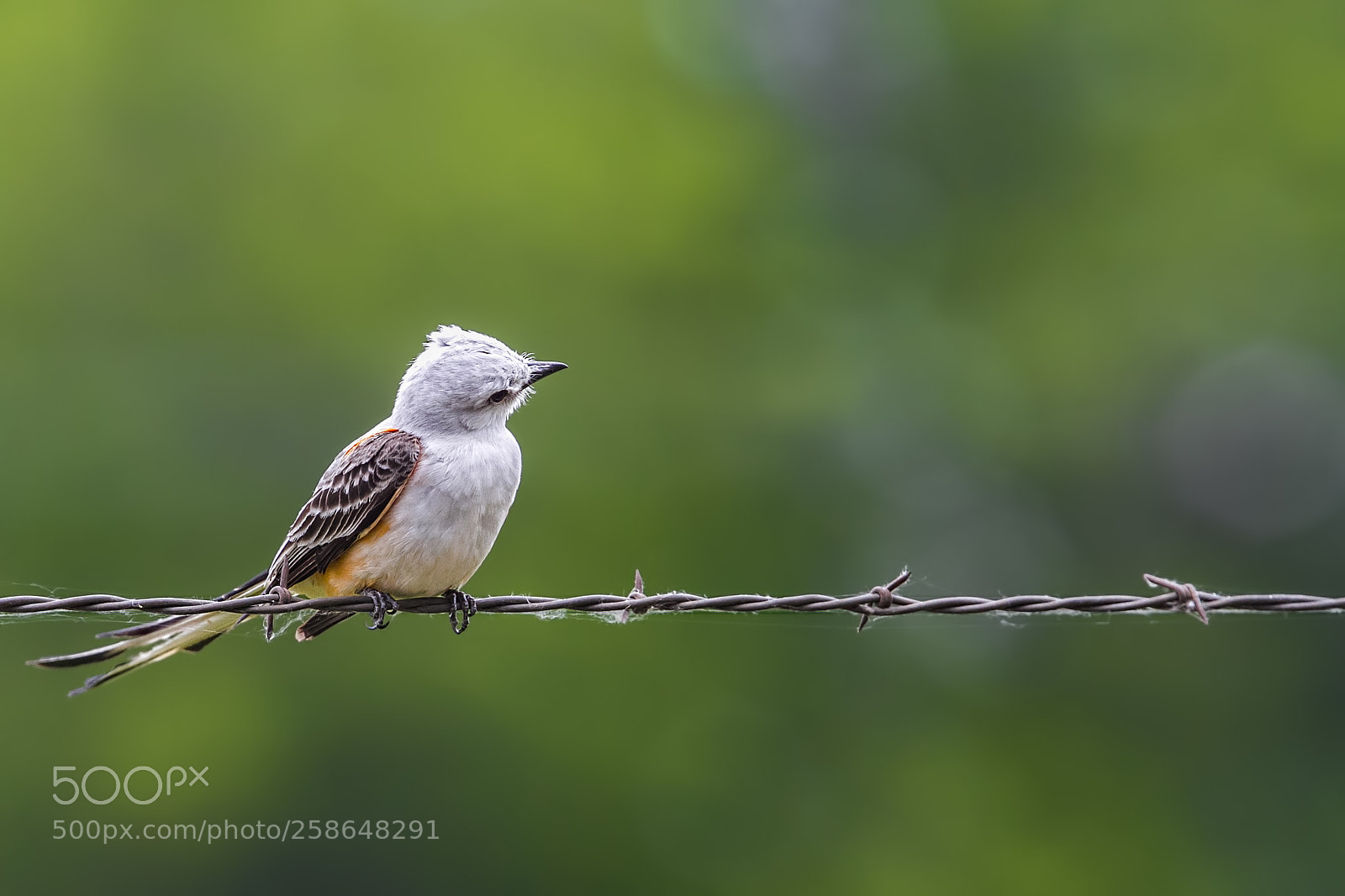 Canon EOS 7D sample photo. A fly i spy photography