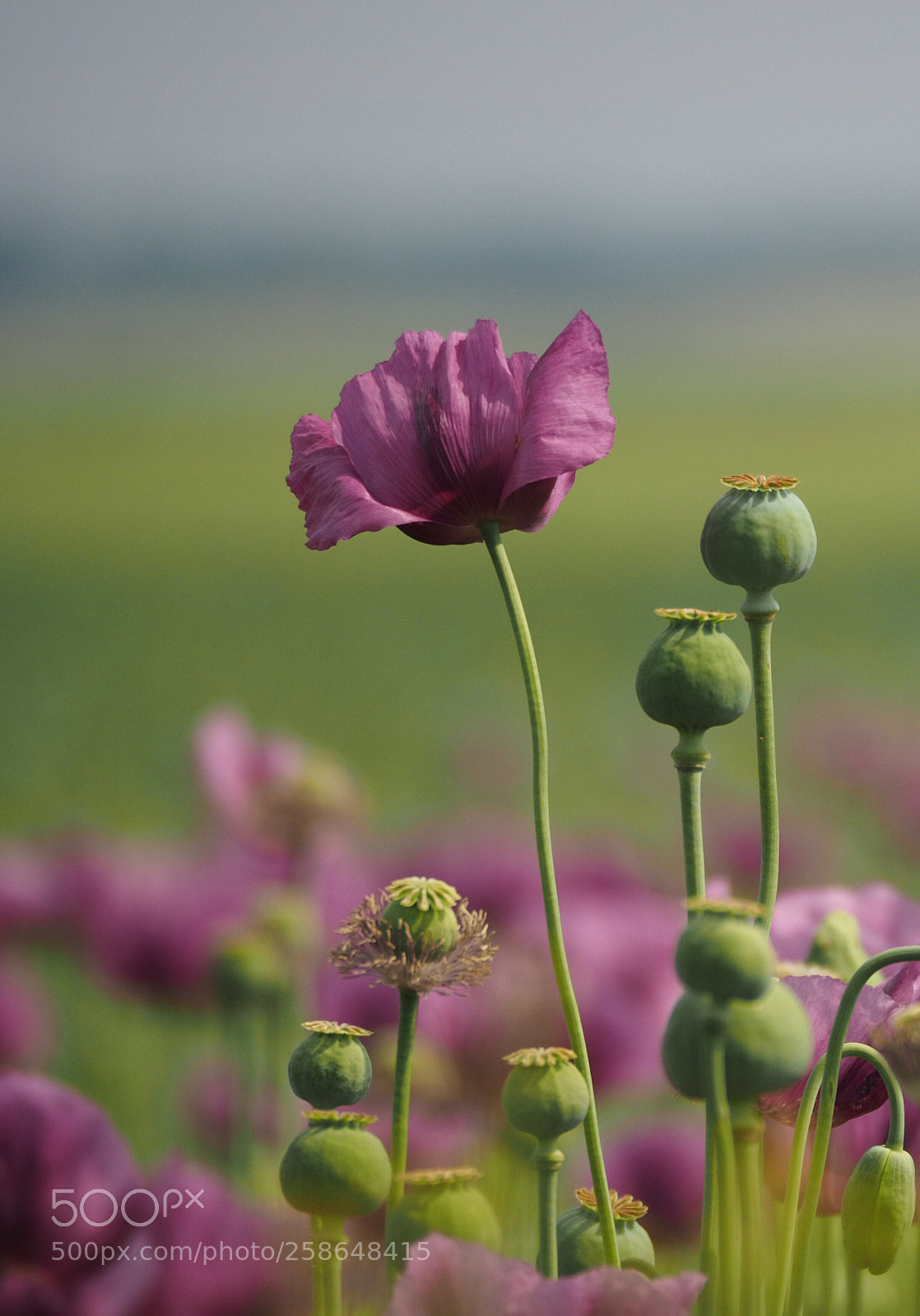Olympus OM-D E-M1 sample photo. Poppy photography