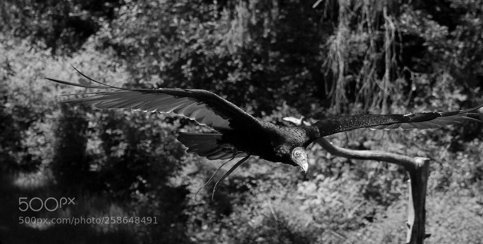 Nikon D7000 sample photo. Raptors on the prowl photography