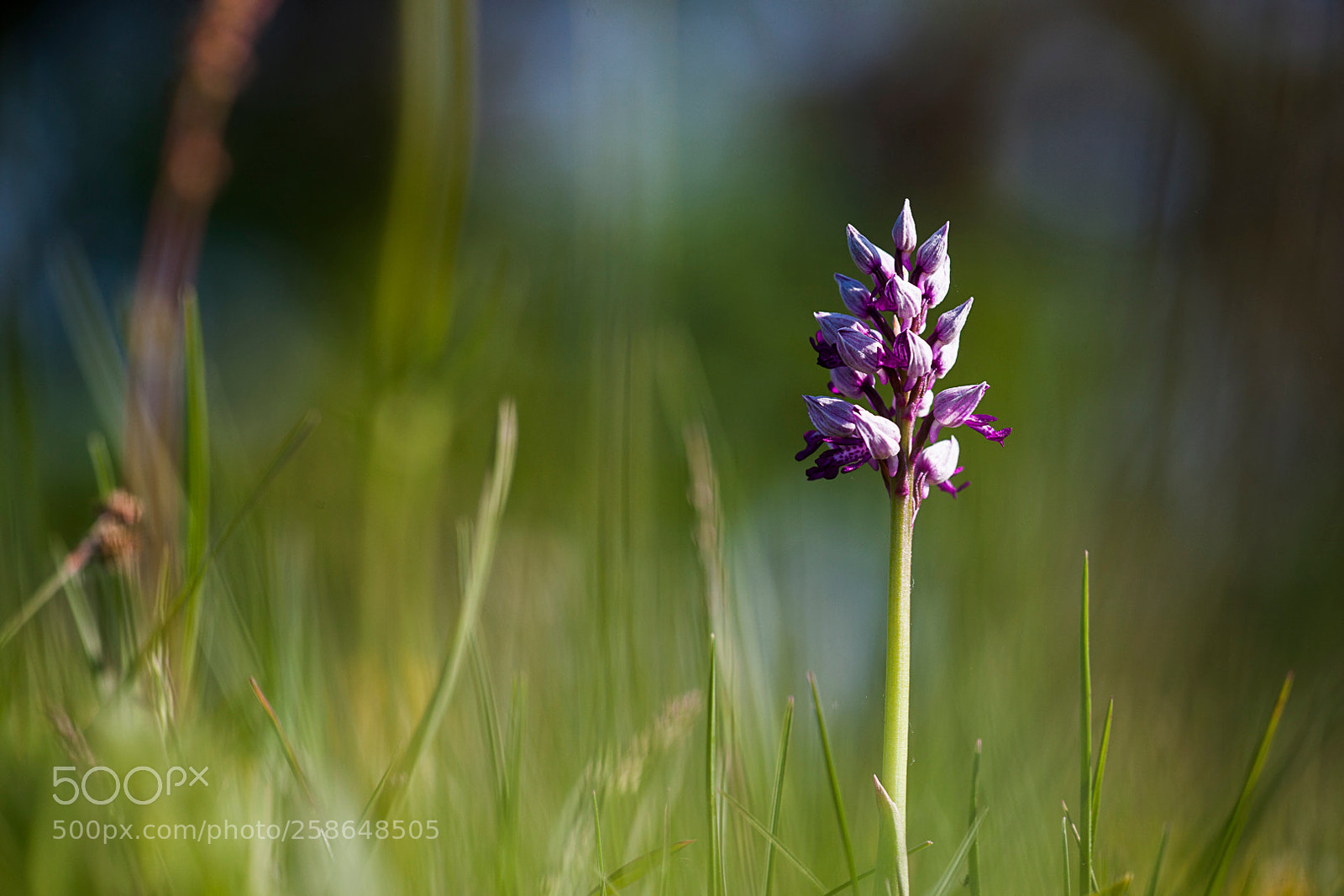 Canon EOS-1Ds Mark III sample photo. Early purple orchid orchis photography