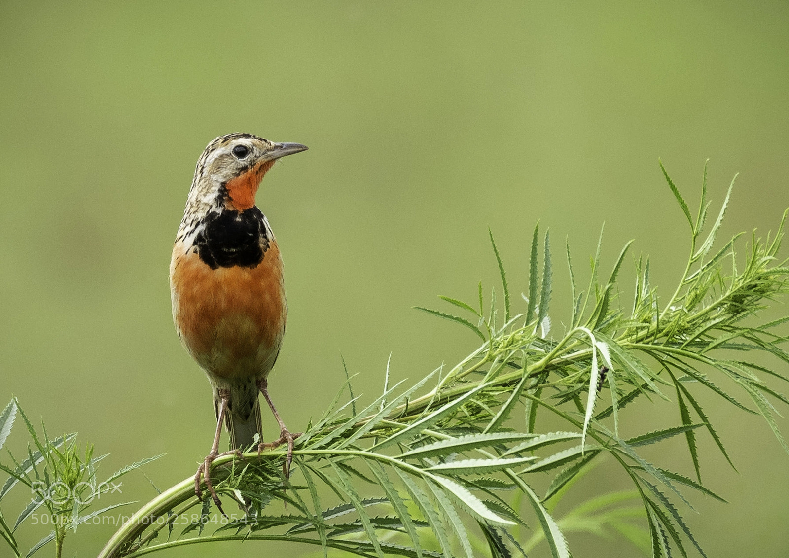 Nikon D810 sample photo. Rosy-throated longclaw photography