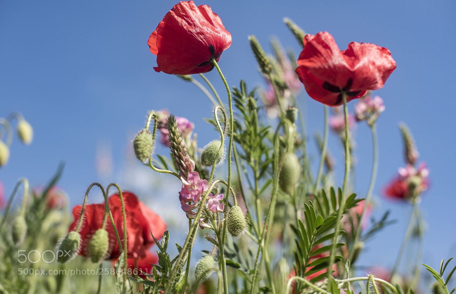 Nikon D810 sample photo. Tableau de printemps. photography