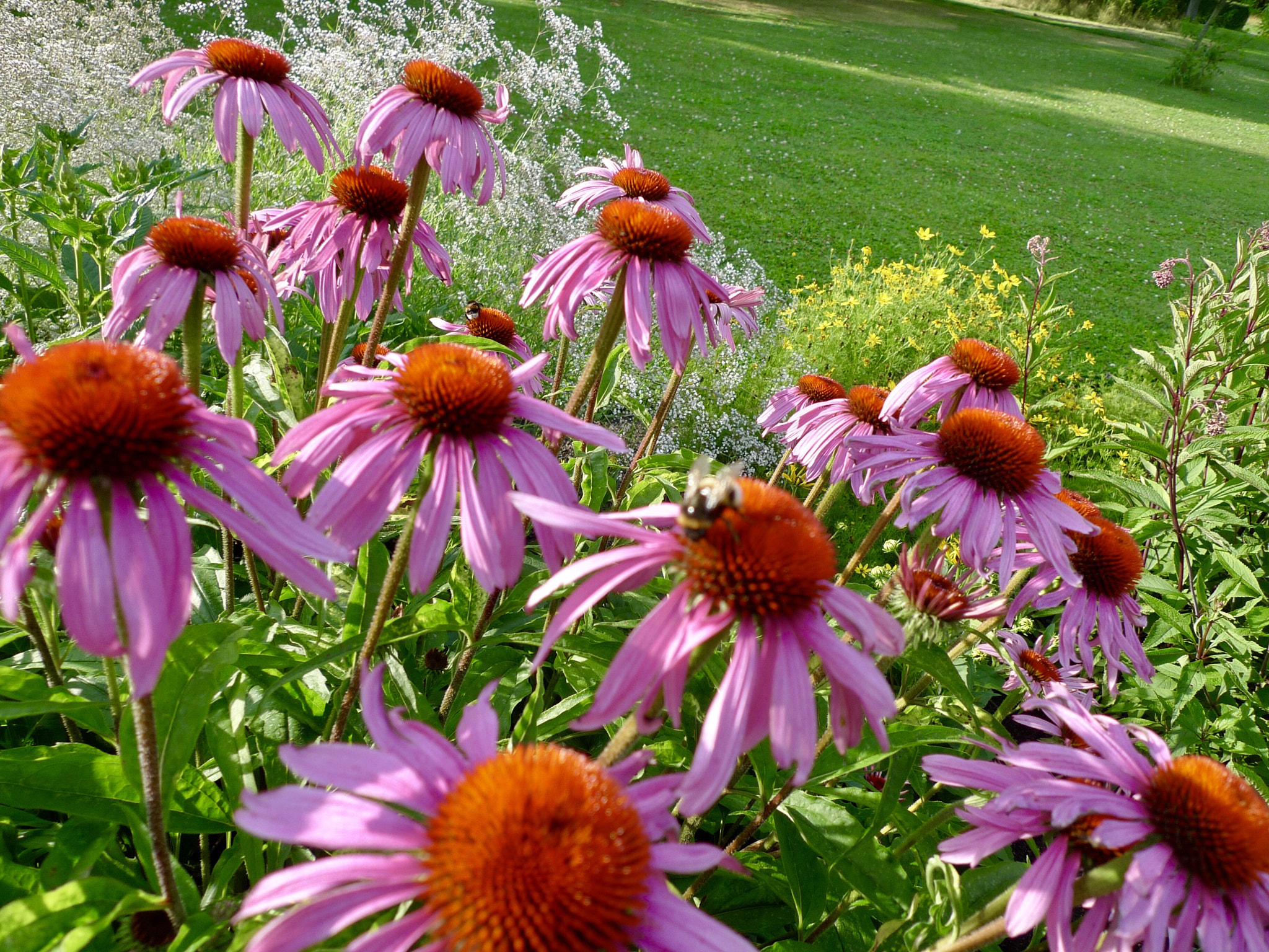 Panasonic Lumix DMC-LX3 sample photo. Some flowers in my garden  photography