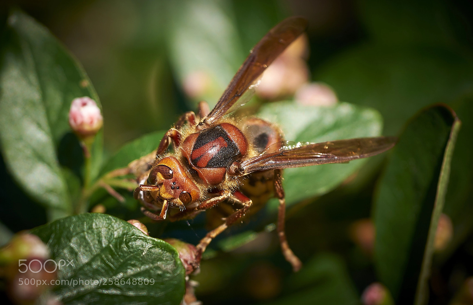 Nikon D750 sample photo. Hornet photography