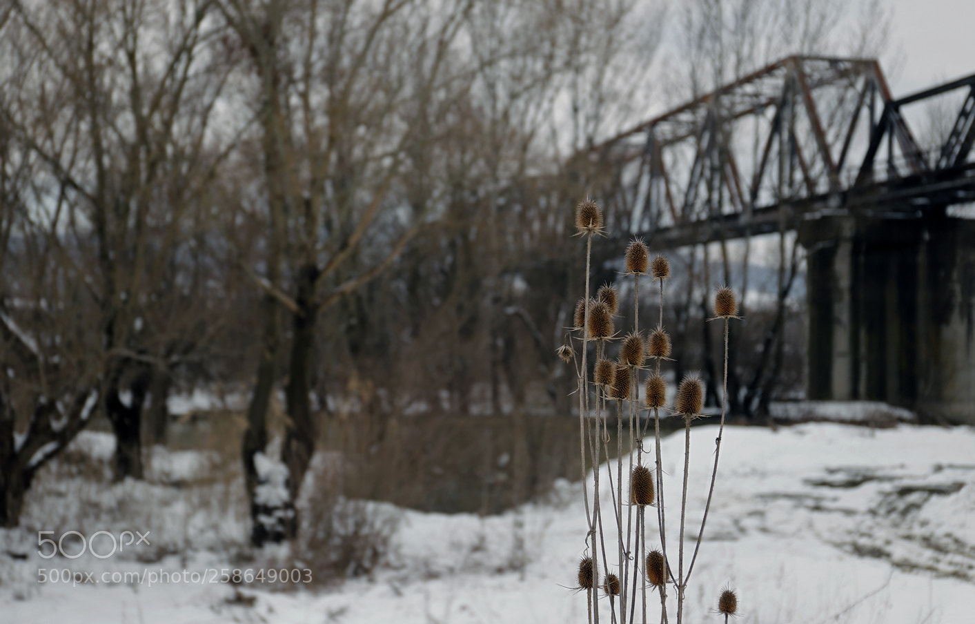 Canon EOS 6D Mark II sample photo. Over the winter photography