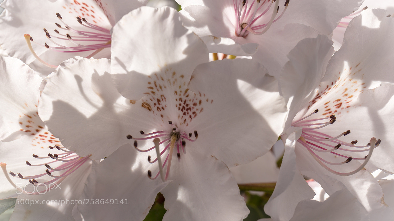 Canon EOS 6D sample photo. Rhododendron photography