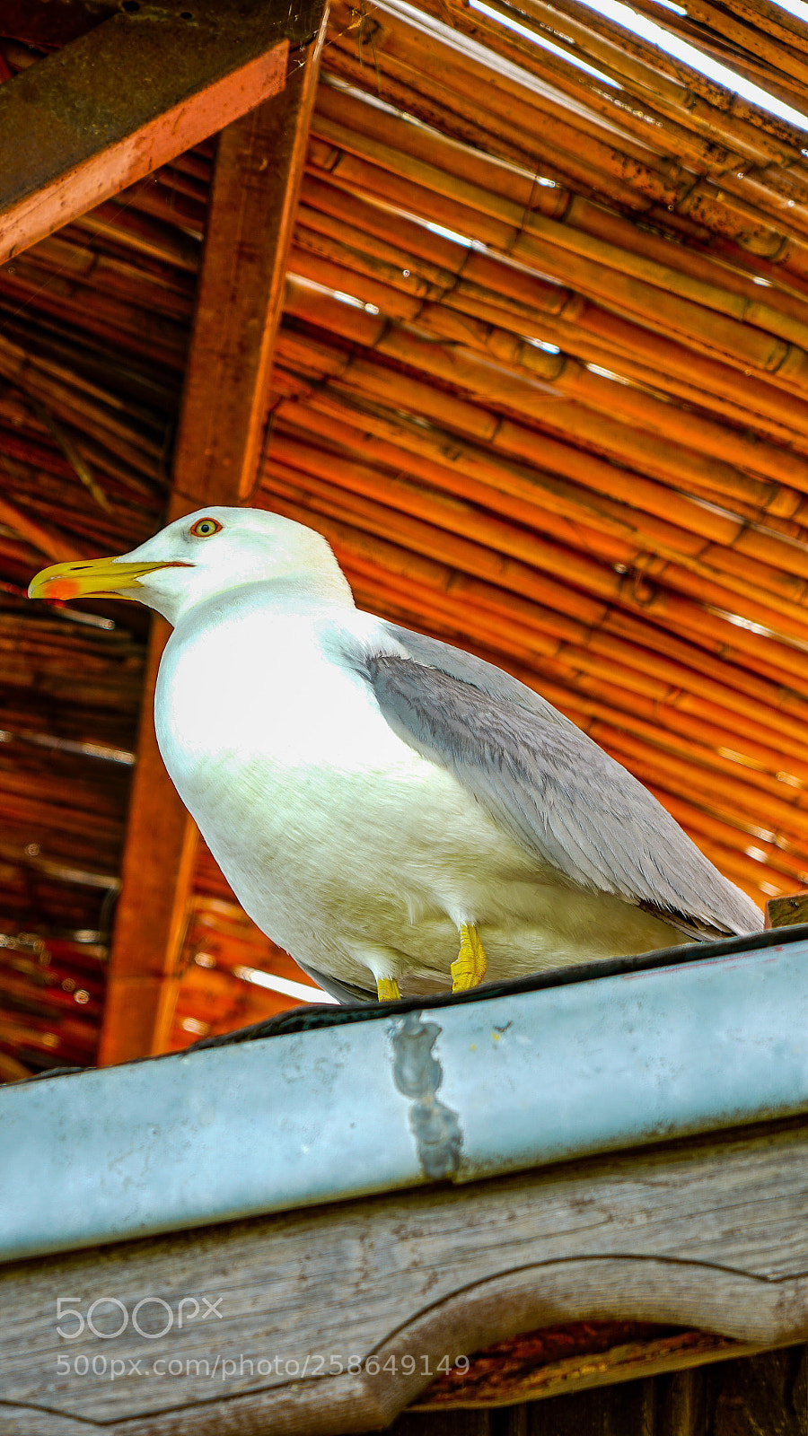 Sony a7R II sample photo. Seagull photography