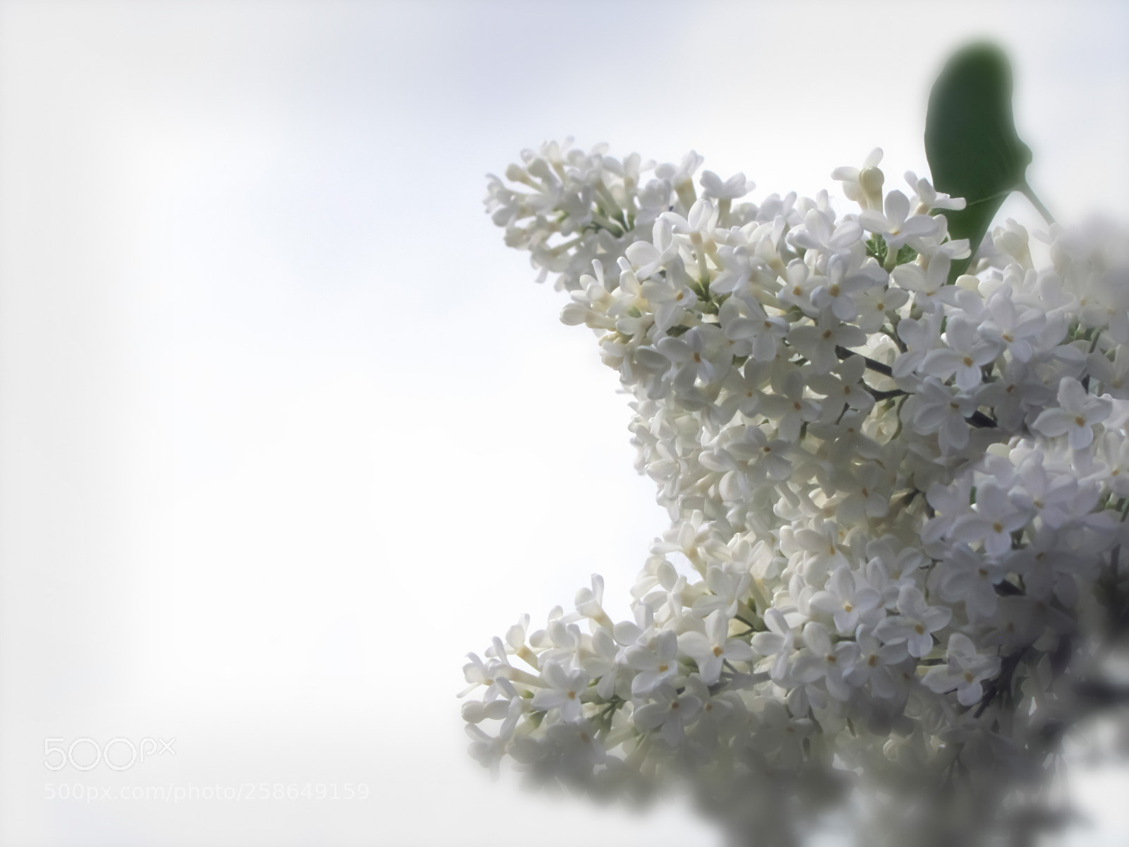 Canon PowerShot SX20 IS sample photo. Lilacs white photography