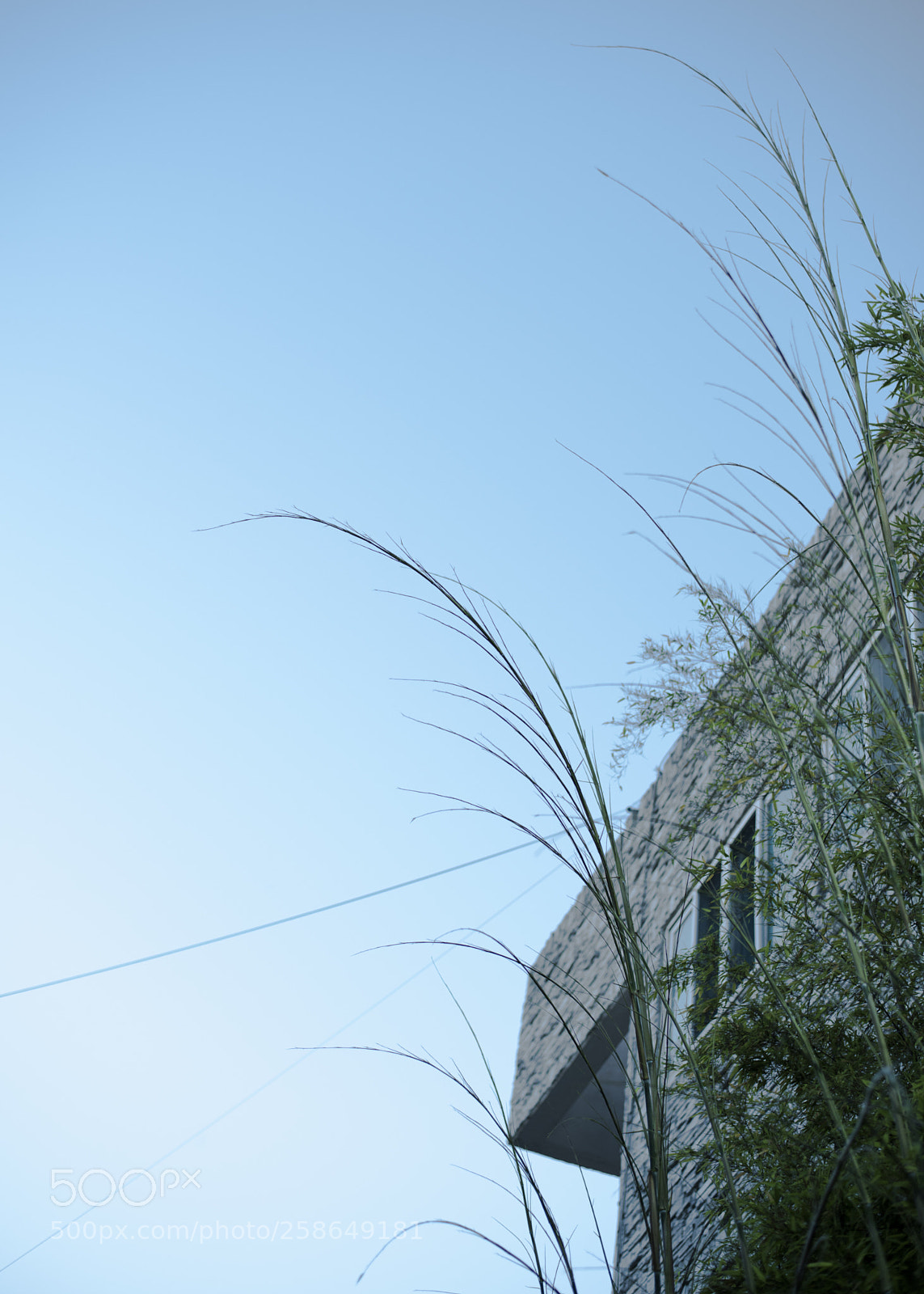 Nikon D810 sample photo. Lookup   no.7 photography