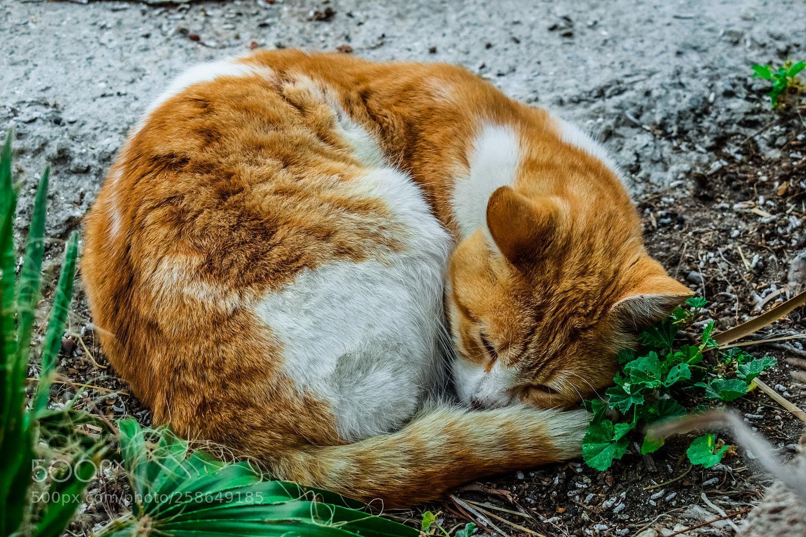 Nikon D3300 sample photo. Cat photography