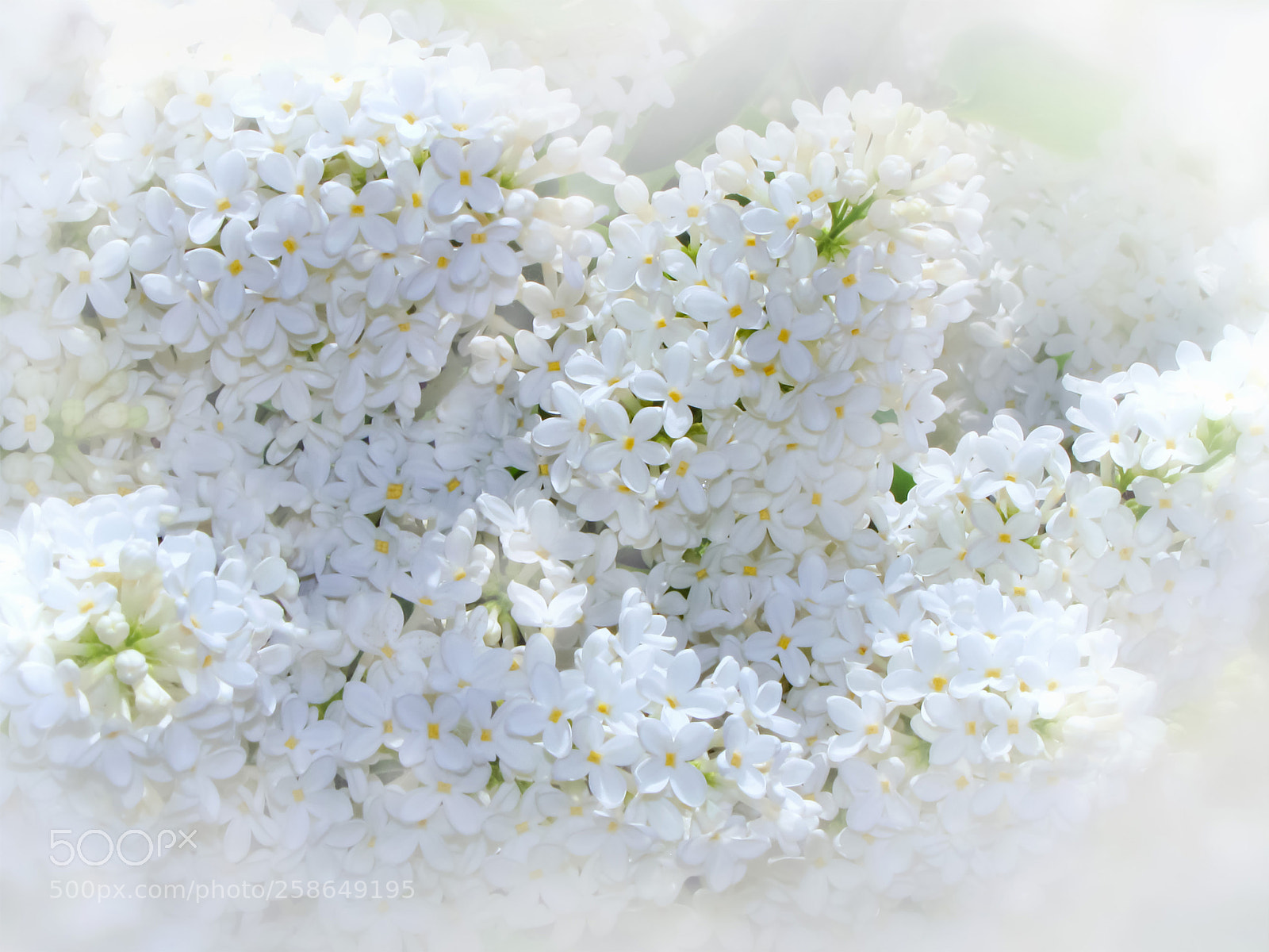 Canon PowerShot SX20 IS sample photo. Lilacs white photography