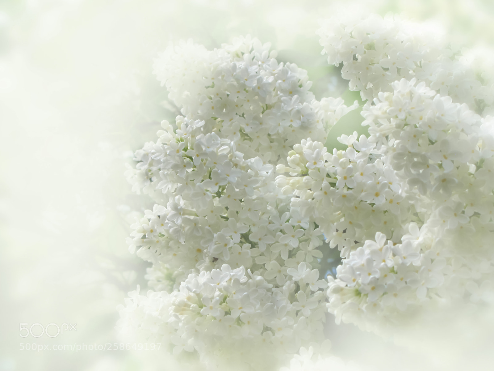 Canon PowerShot SX20 IS sample photo. Lilacs white photography