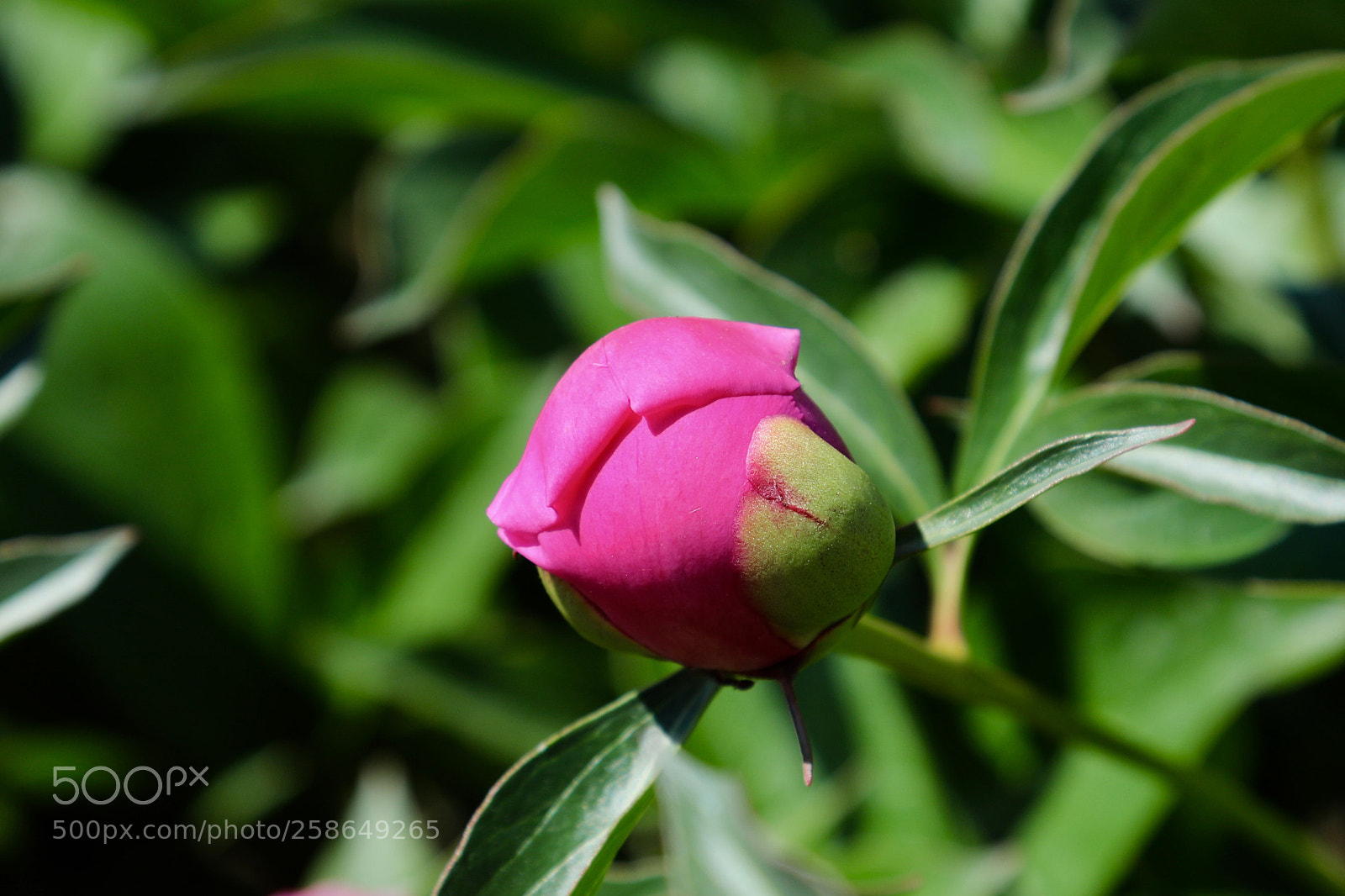 Canon EOS 5D Mark IV sample photo. Untitled photography