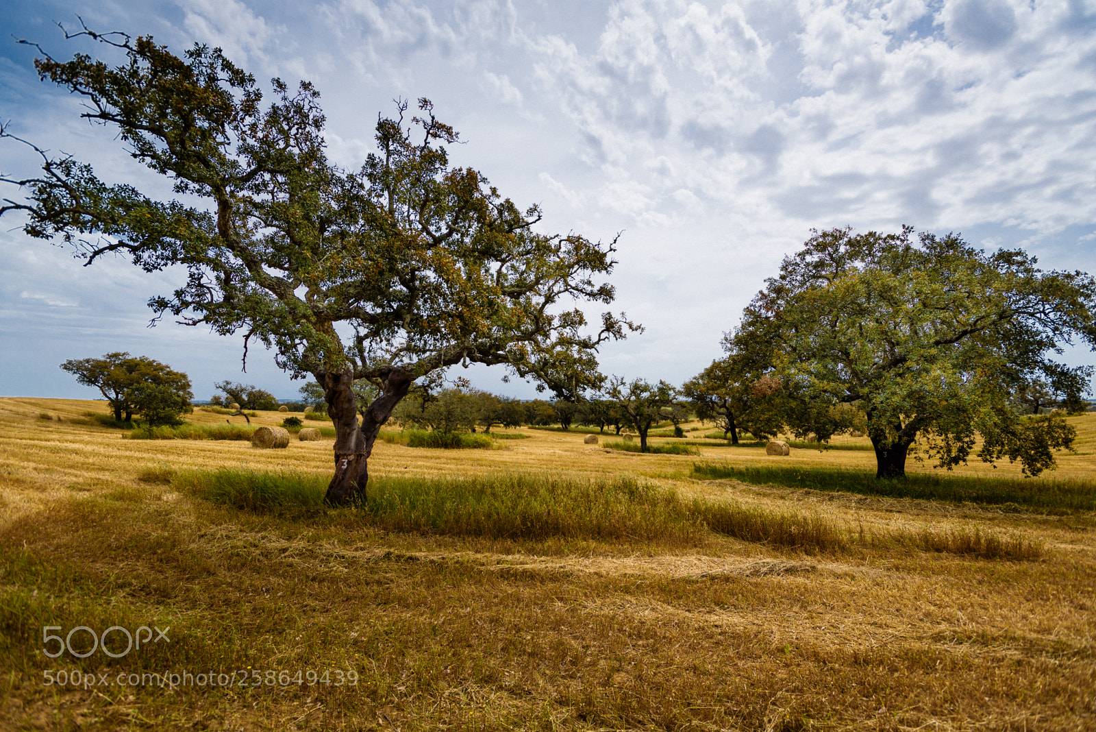 Nikon D750 sample photo. Harvest photography