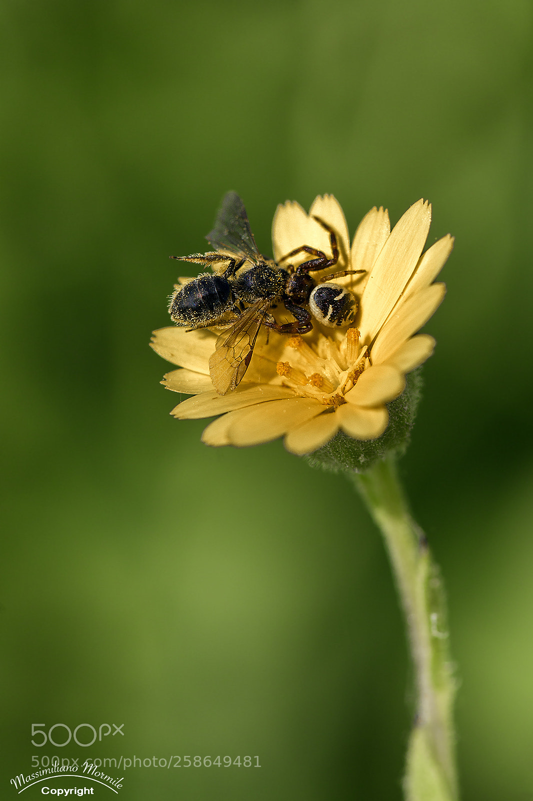 Canon EOS 6D sample photo. Sopravvivere photography