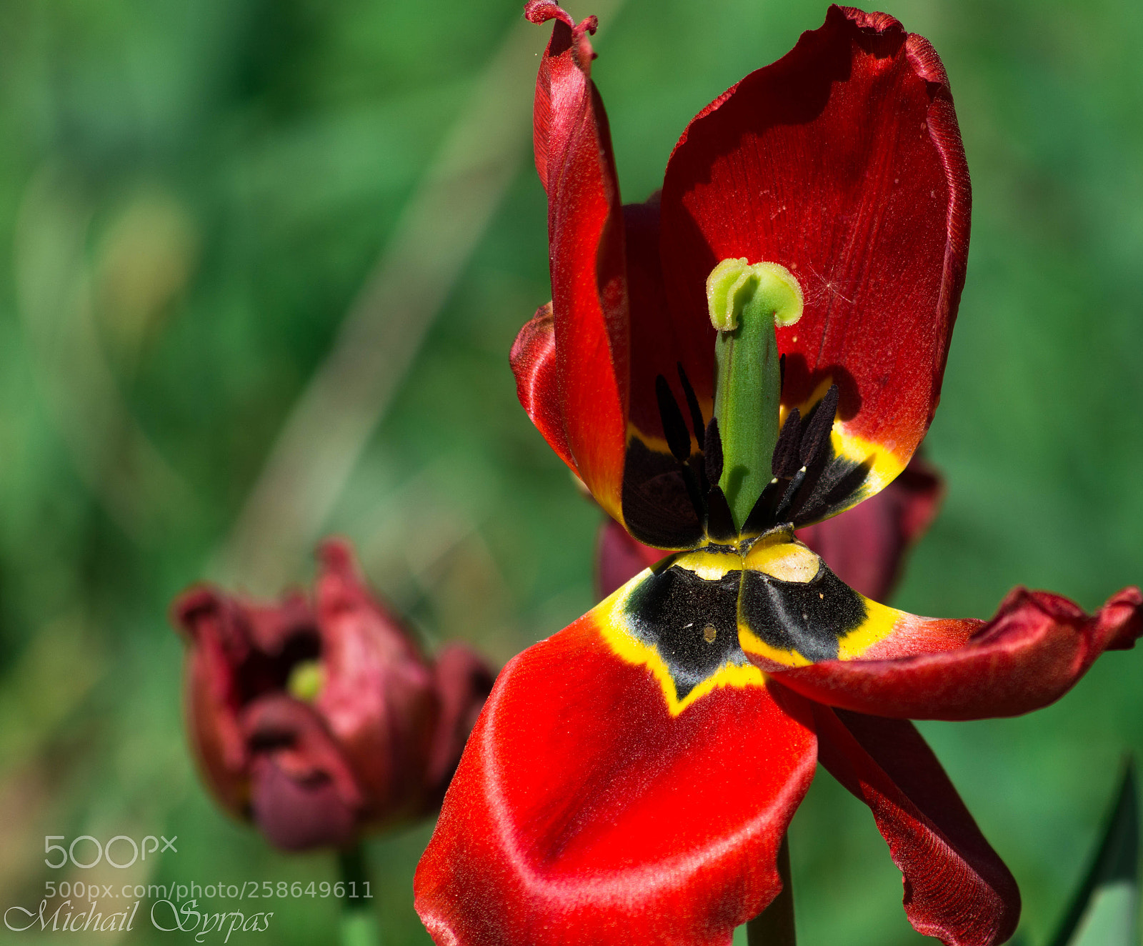 Nikon D5200 sample photo. The last stand photography