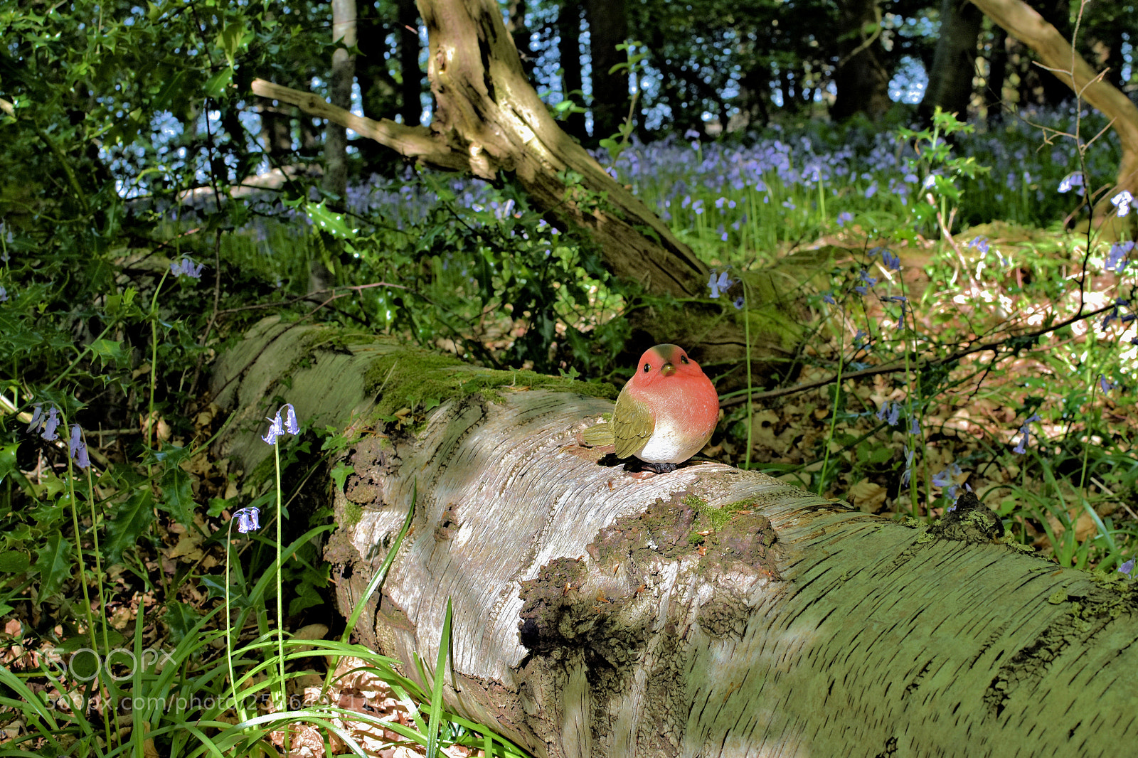 Nikon D5500 sample photo. Loch lomond photography