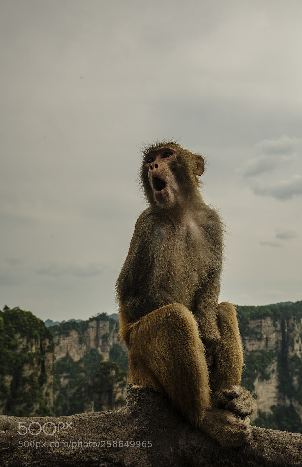 Sony a7R II sample photo. Cute monkey. photography