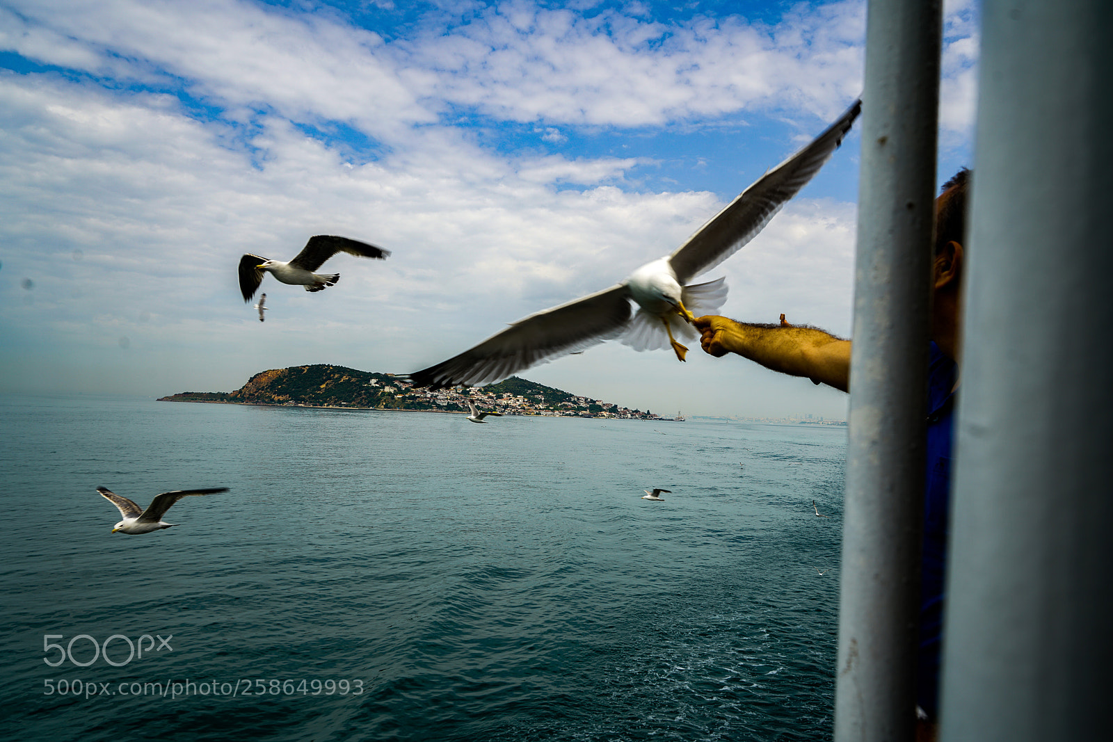 Sony a7R II sample photo. Seagull photography
