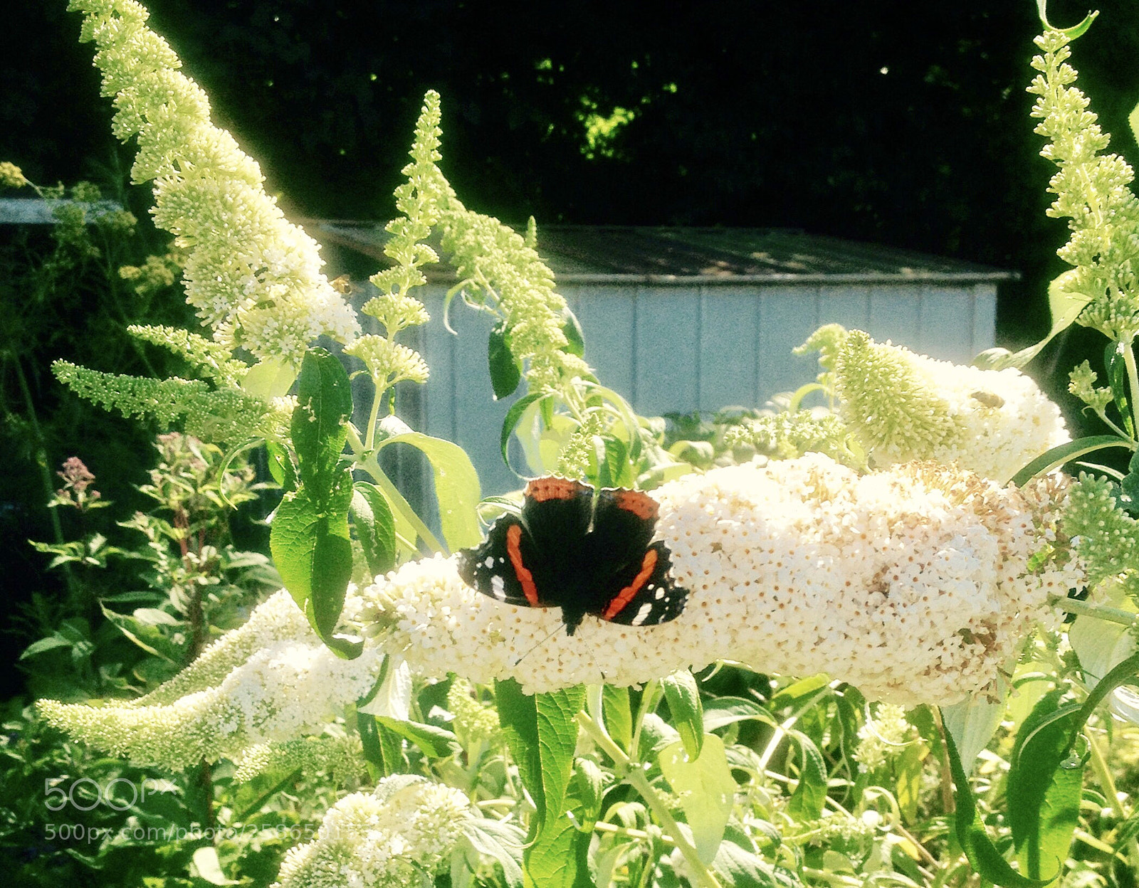 Apple iPhone 4S sample photo. A butterfly photography