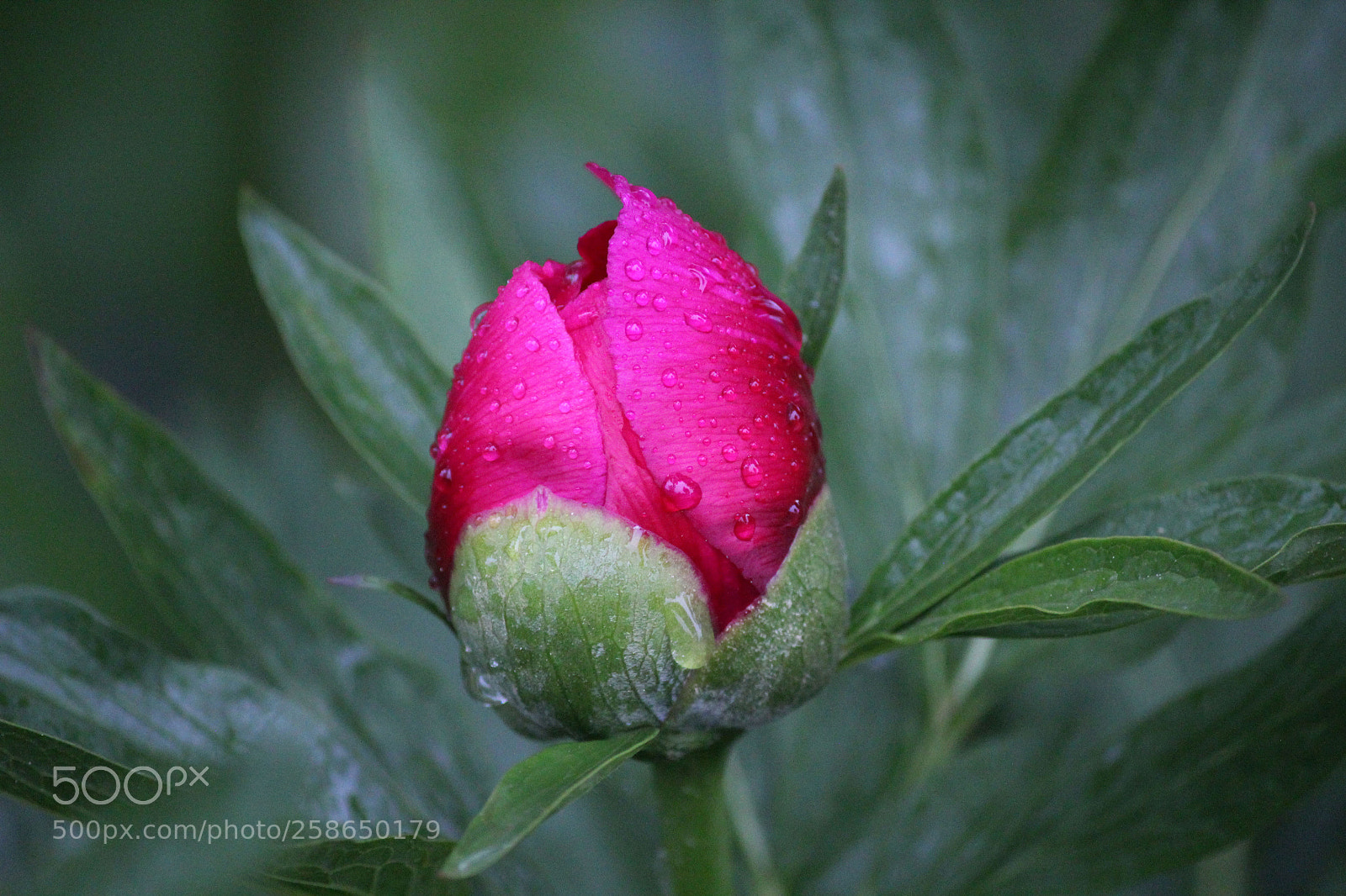 Canon EOS 600D (Rebel EOS T3i / EOS Kiss X5) sample photo. See what is coming photography