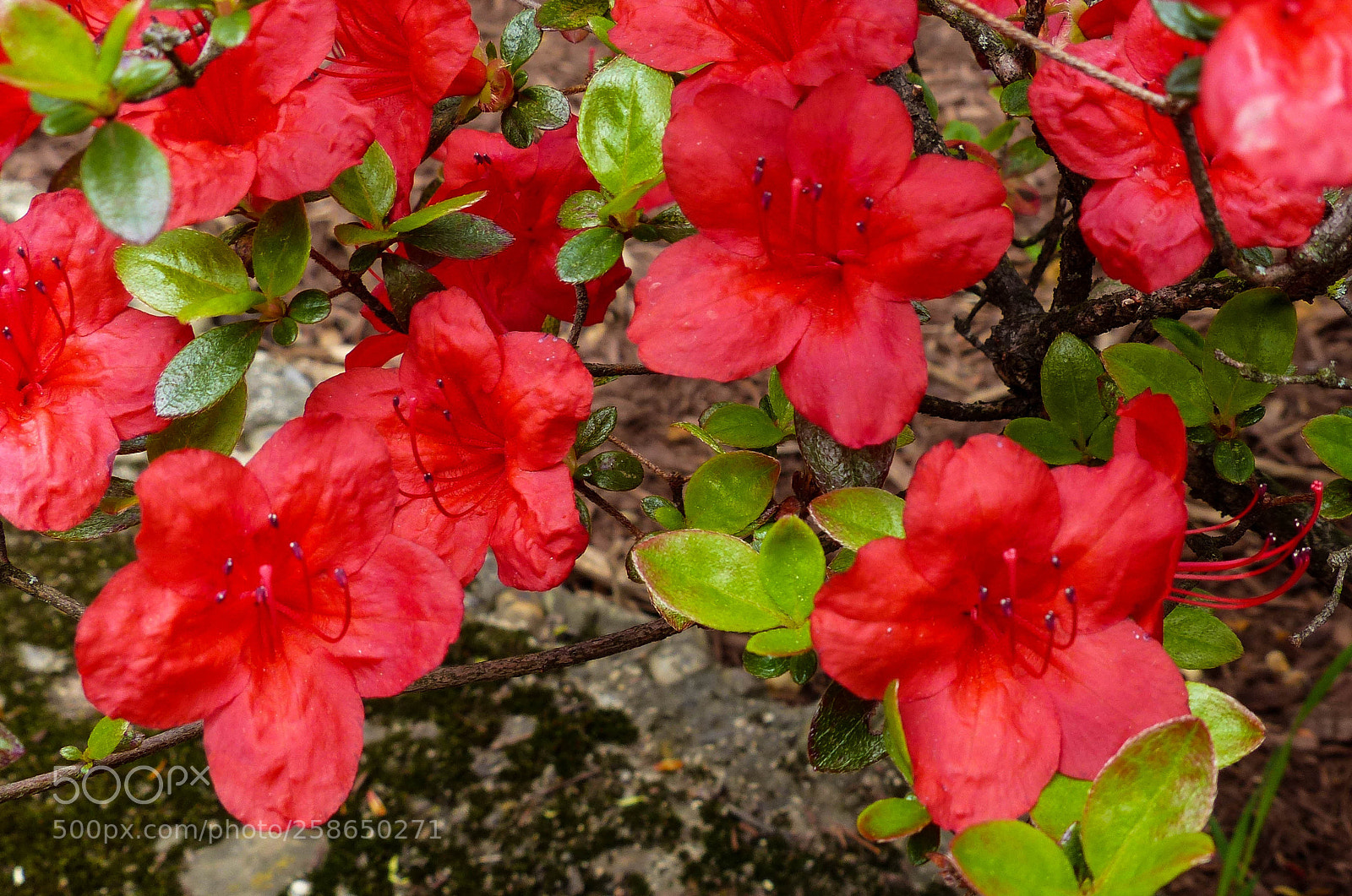 Panasonic Lumix DMC-FZ200 sample photo. Stars photography