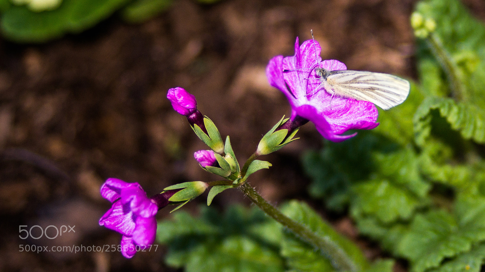 Sony SLT-A37 sample photo. .... photography