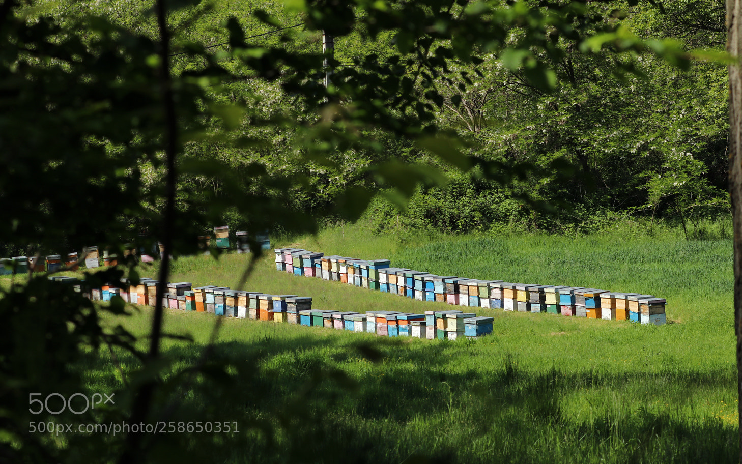 Canon EOS 80D sample photo. Apiary by the woods photography