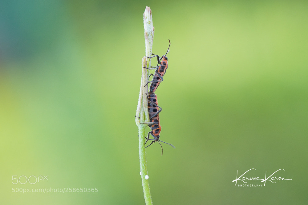 Sony a99 II sample photo. Bugs in making !!! photography