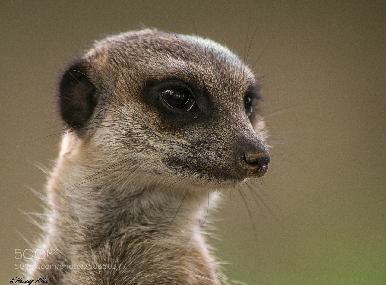 Sony ILCA-77M2 sample photo. Meerkat photography