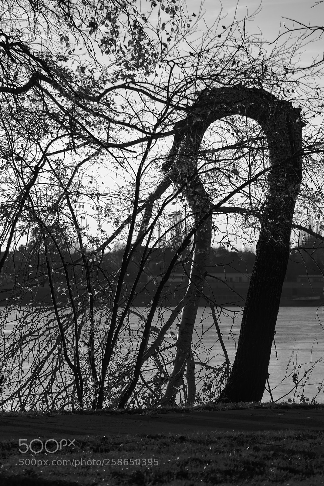 Nikon D5300 sample photo. Thirsty tree photography