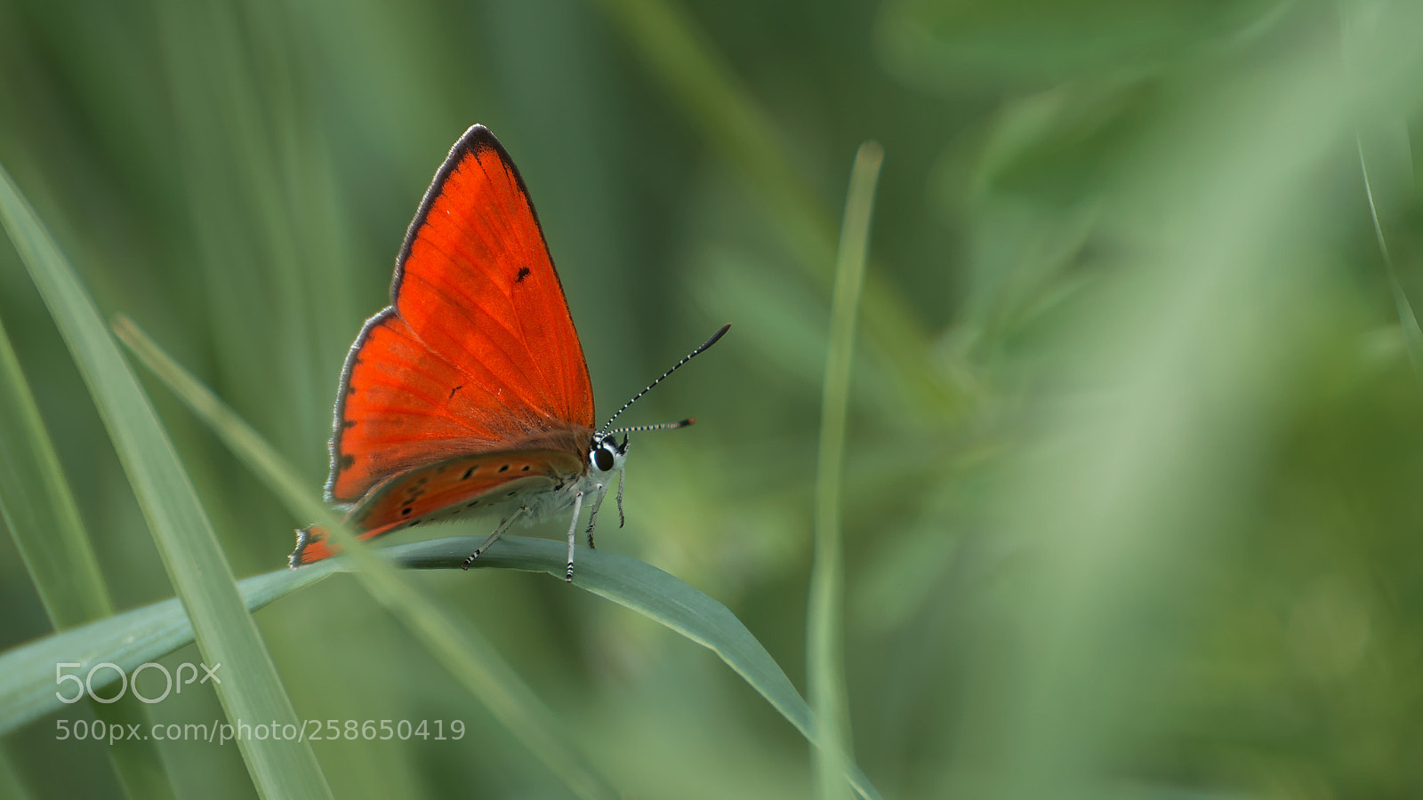 Nikon D5300 sample photo. Butterfly in sunshine photography