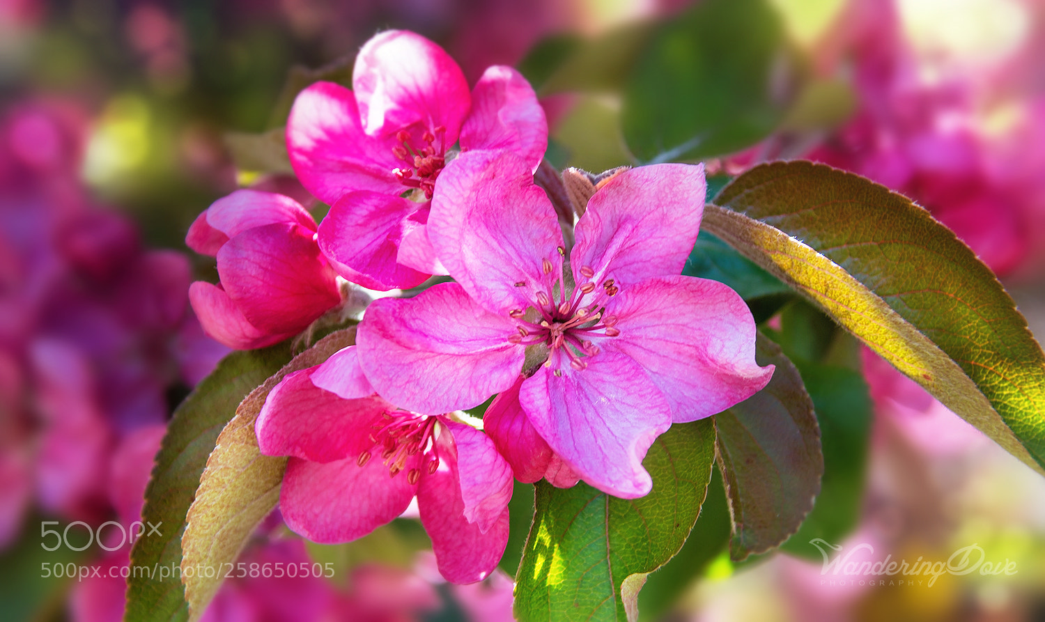 Nikon D3200 sample photo. Spring in pink photography