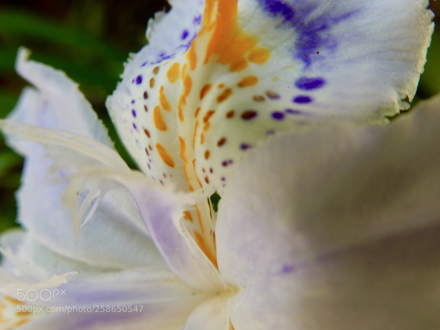 Nikon Coolpix S9900 sample photo. Mt. takao flower photography