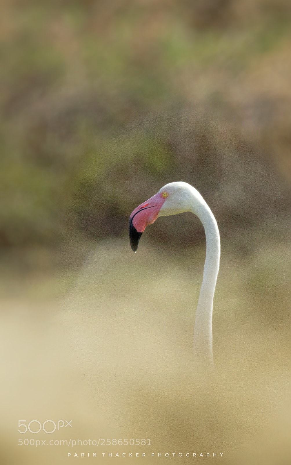 Canon EOS 600D (Rebel EOS T3i / EOS Kiss X5) sample photo. Greater flamingos photography