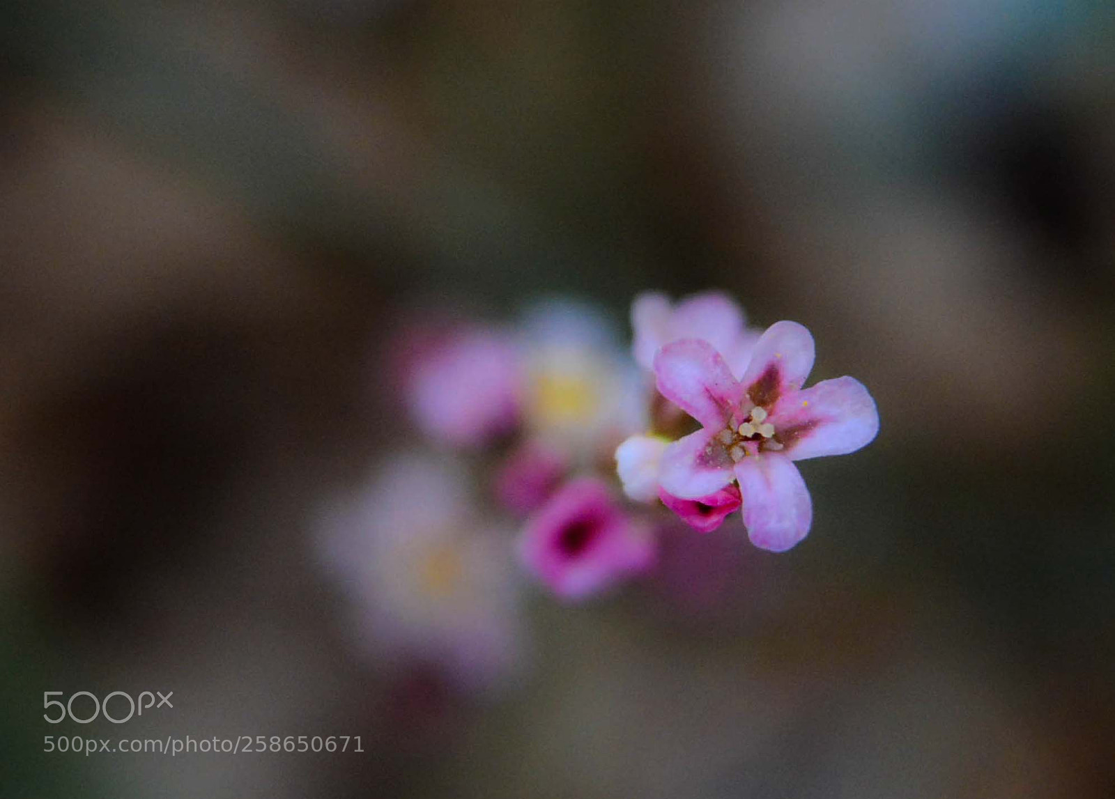 Nikon D7100 sample photo. Flowery day photography