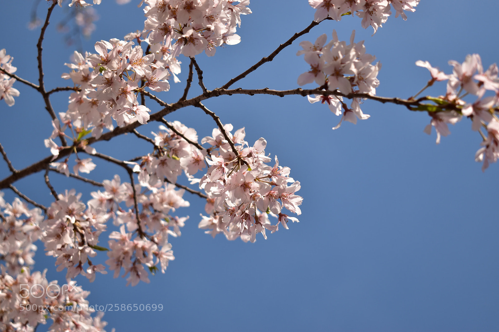 Nikon D5600 sample photo. Untitled photography
