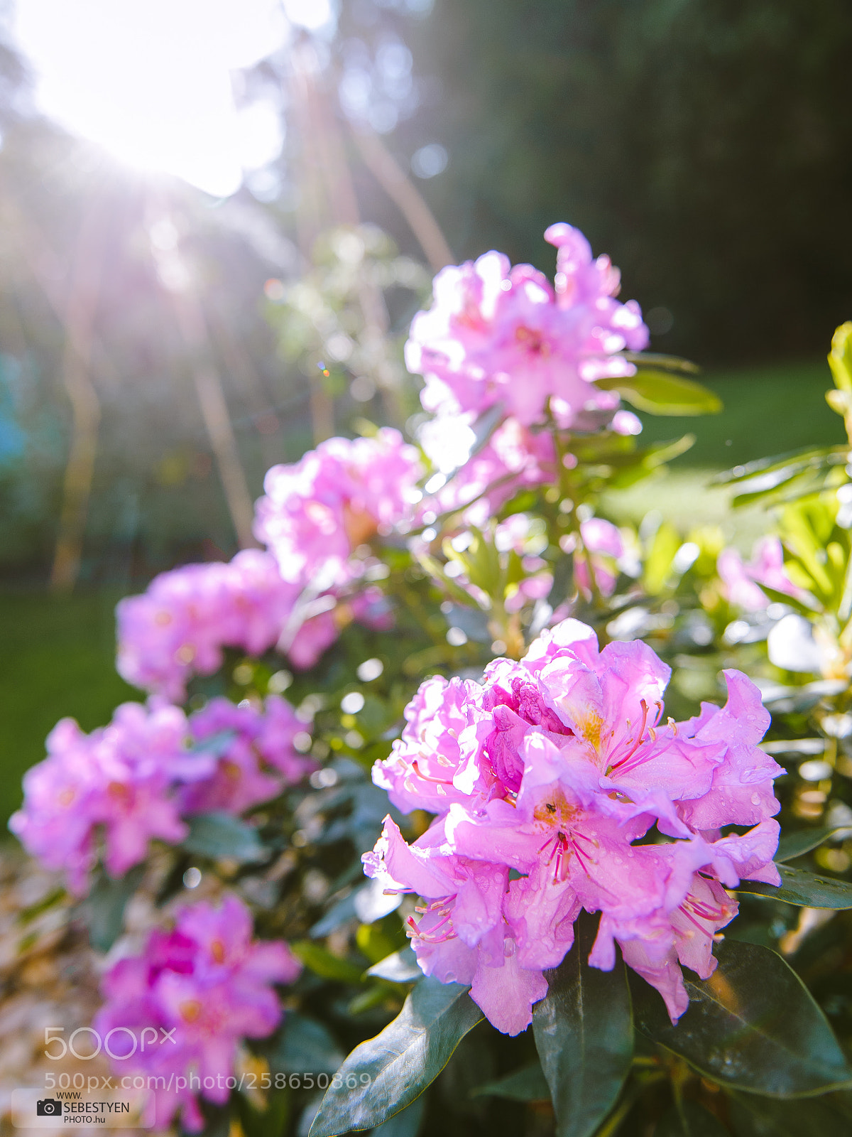Nikon D700 sample photo. Purple rhododendron flowers in photography