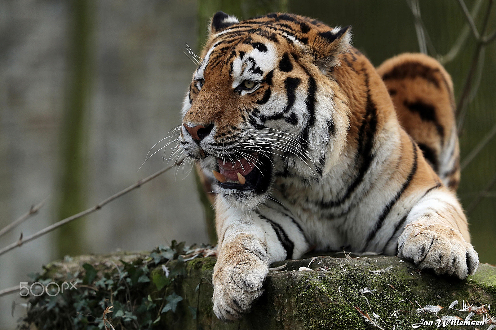 Canon EF 300mm F2.8L IS II USM sample photo. Amur tiger photography