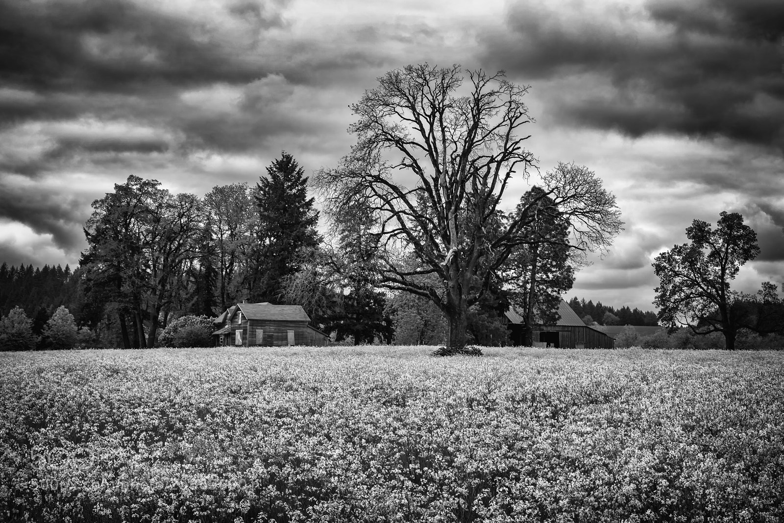 Pentax K-1 sample photo. Under the oak tree photography