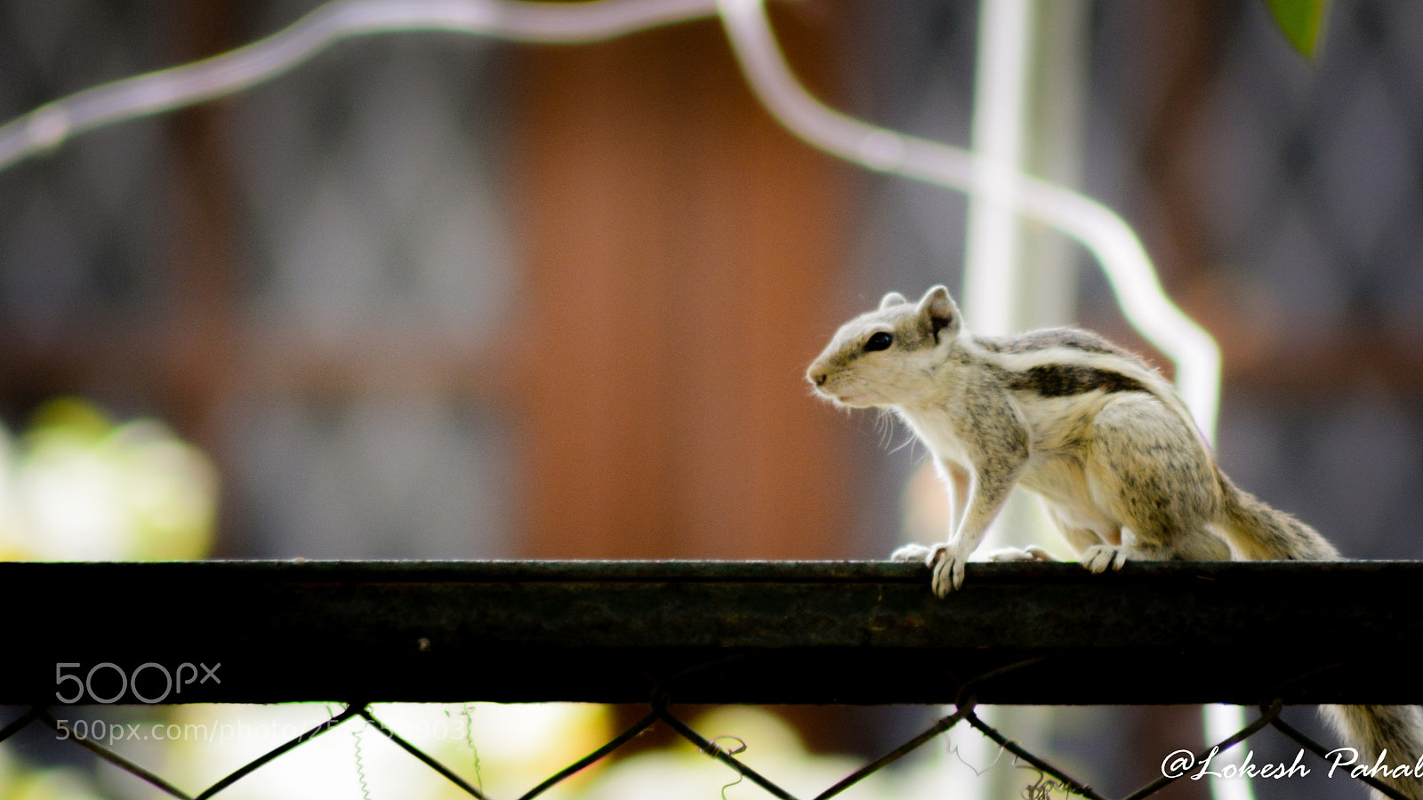 Nikon D5200 sample photo. Squirrel: like a boss photography