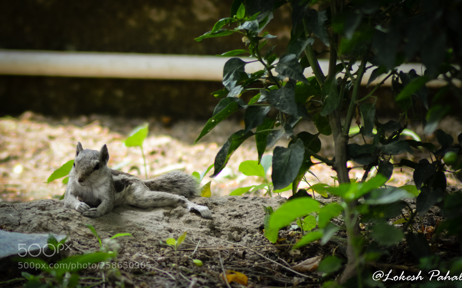 Nikon D5200 sample photo. Squirrel: like a boss photography