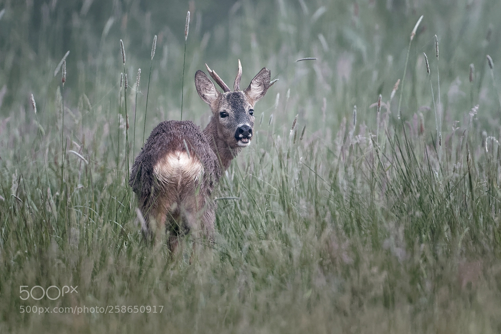 Canon EOS 7D Mark II sample photo. Rehbock photography