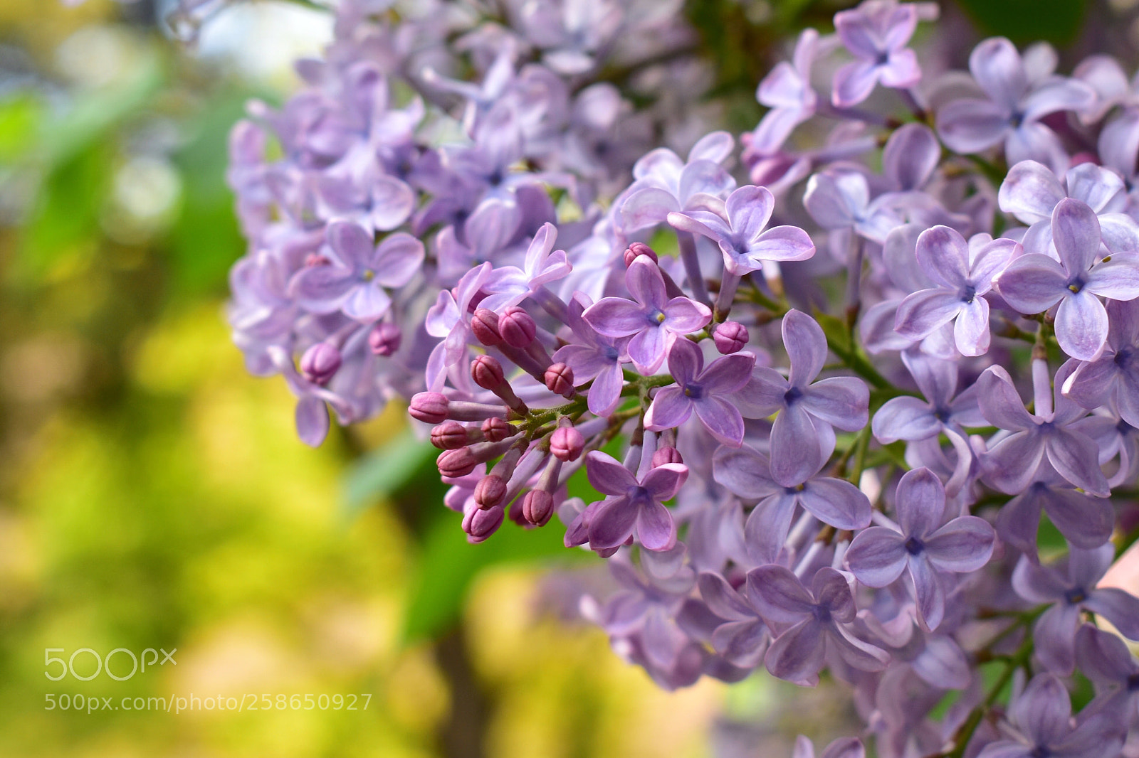 Nikon D5600 sample photo. Untitled photography