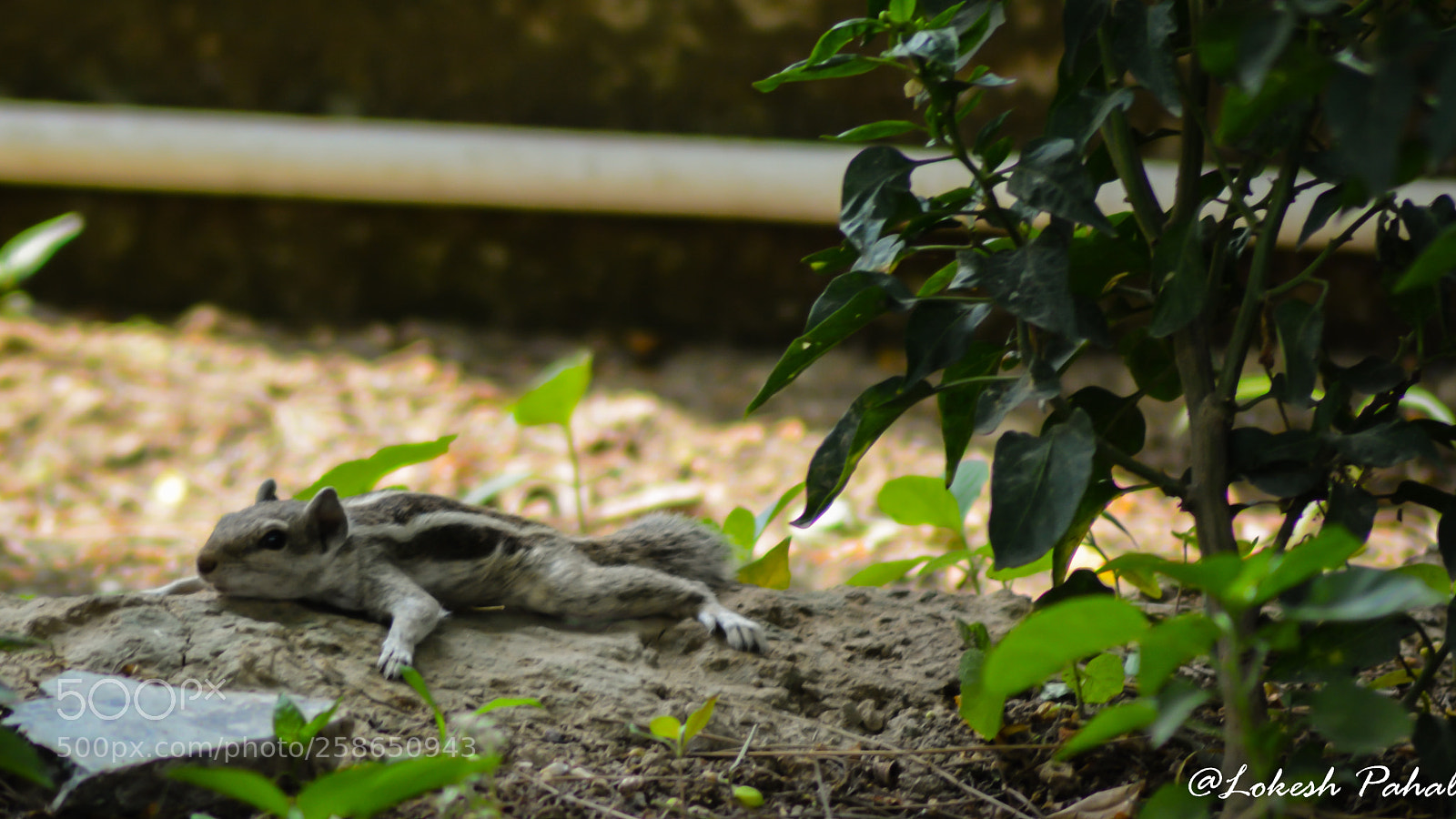 Nikon D5200 sample photo. Squirrel: like a boss photography