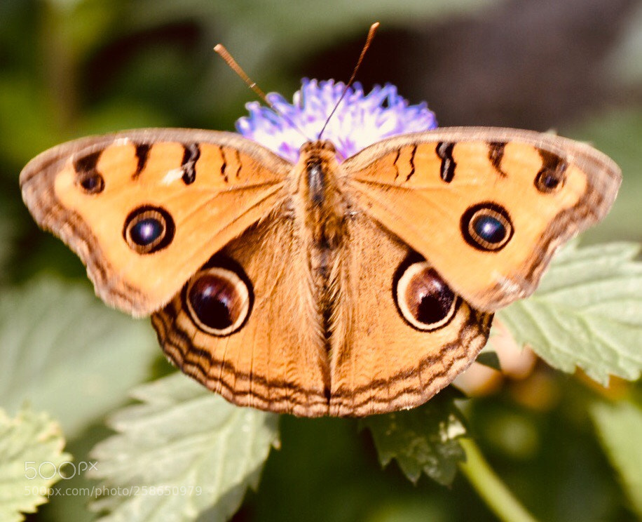 Nikon D7200 sample photo. A moth photography